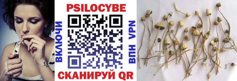 Псилоцибиновые грибы Psilocybe  Багратионовск 